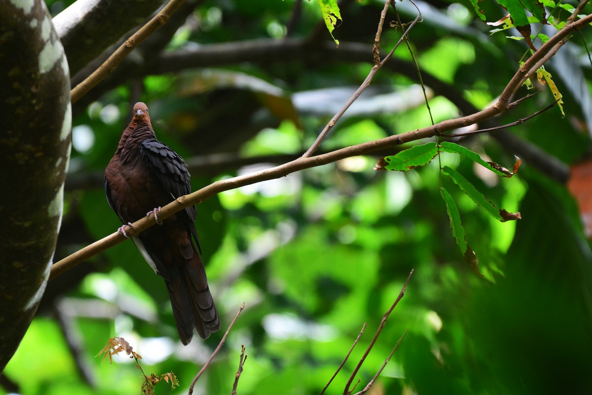 Philippine Cuckoo-Dove - ML127964981