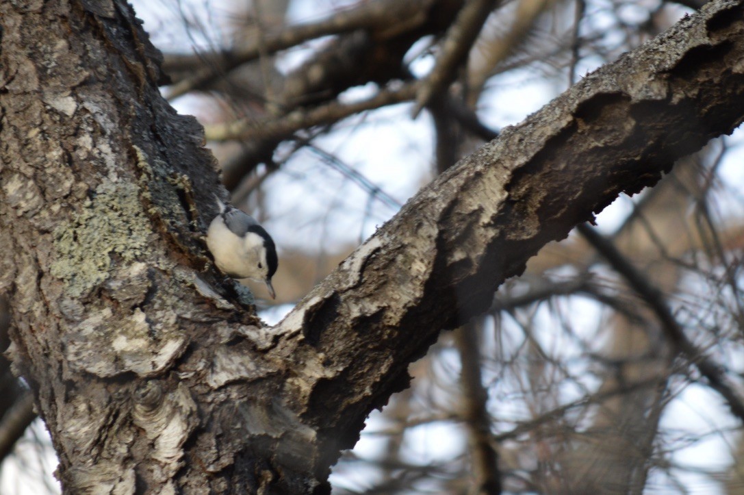 White-breasted Nuthatch - ML127967671