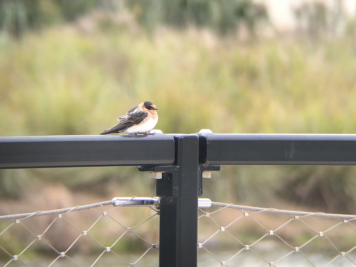 Cave Swallow (Texas) - ML127969601