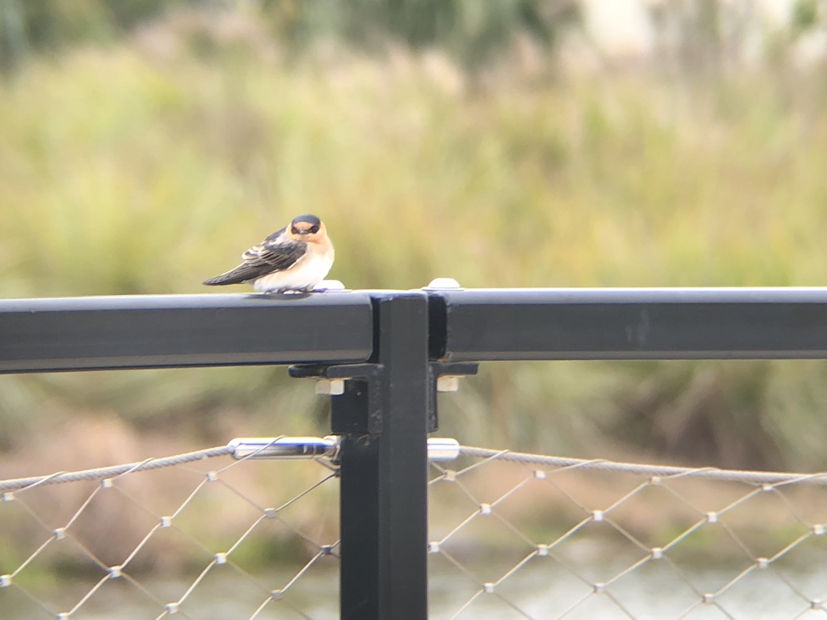 Cave Swallow (Texas) - ML127969731