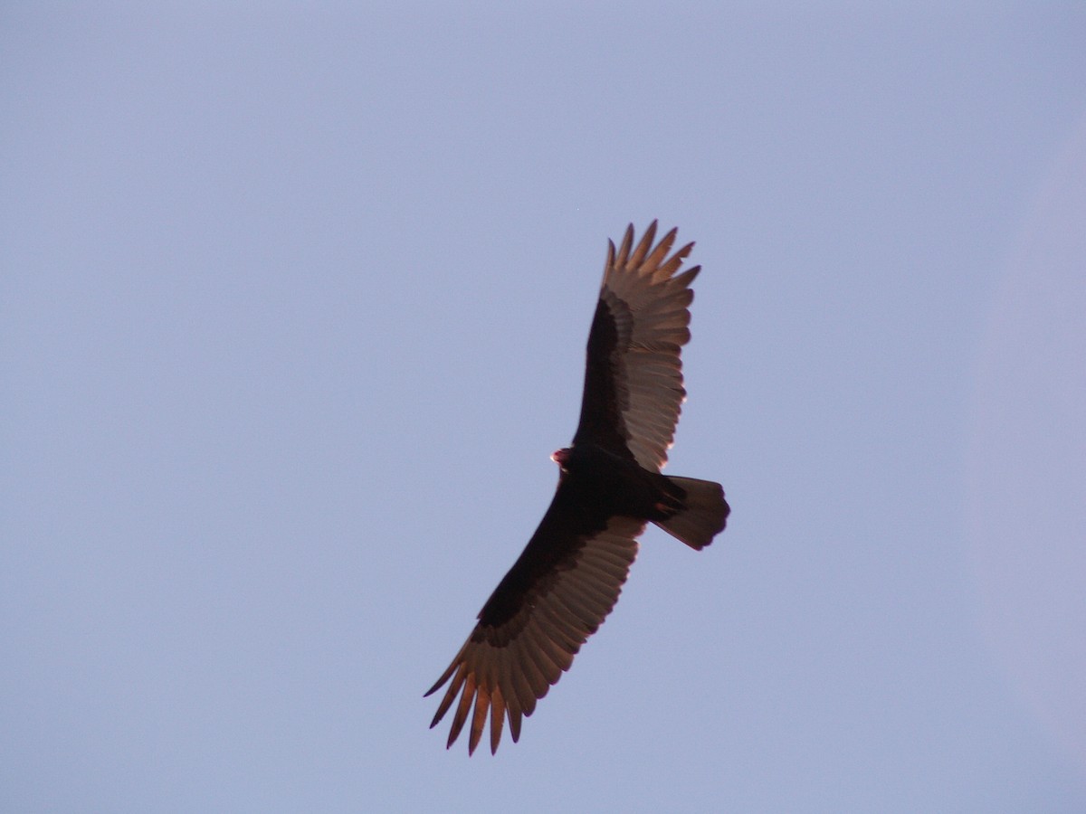 Turkey Vulture - Jean-Marc  Gauche