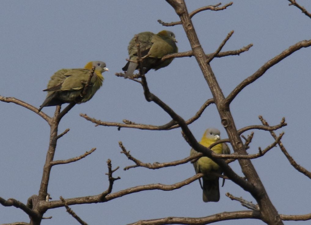 Yellow-footed Green-Pigeon - ML127972961
