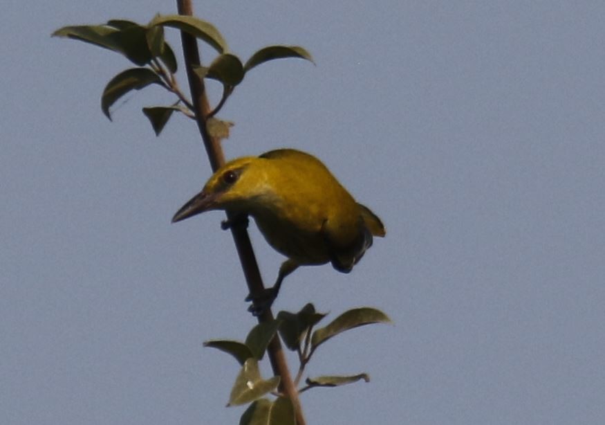 Indian Golden Oriole - ML127973161