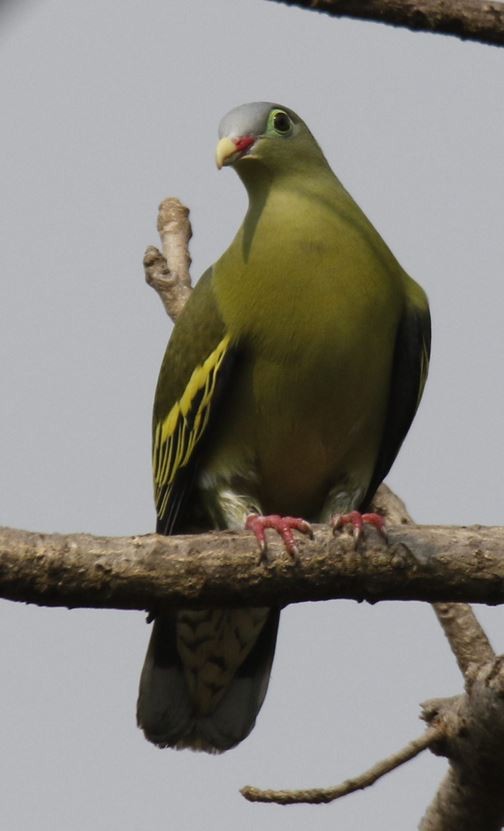 Thick-billed Green-Pigeon - ML127973301