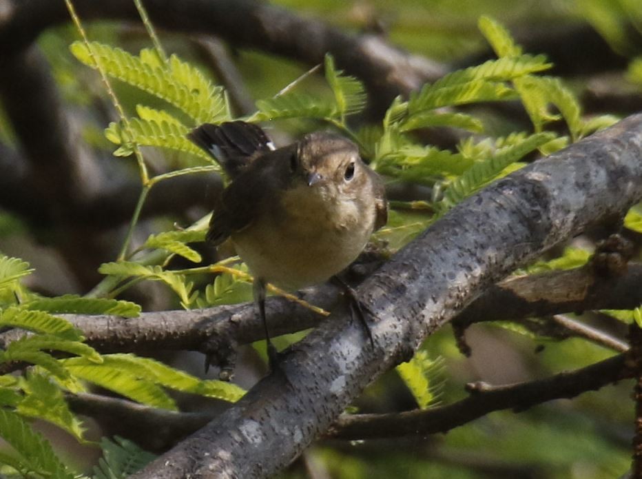 Taiga/Red-breasted Flycatcher - ML127973451
