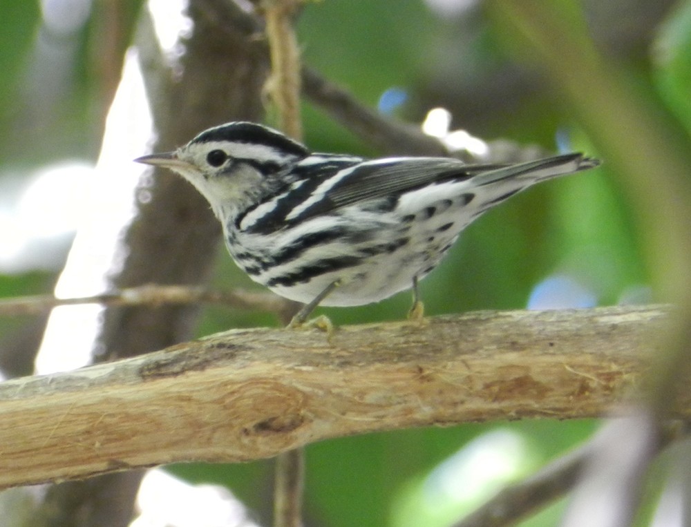 Black-and-white Warbler - ML127975481