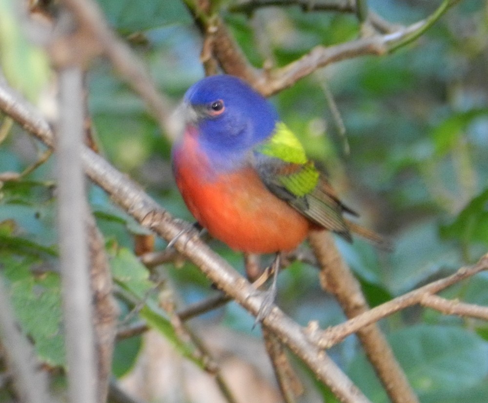 Painted Bunting - ML127976681
