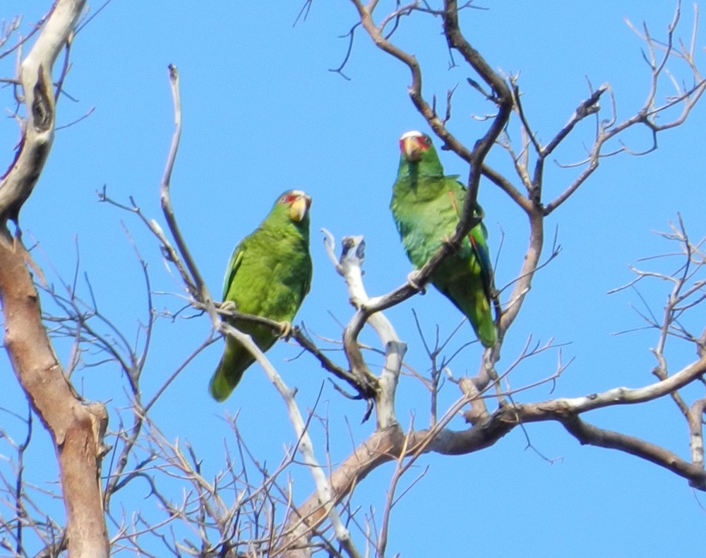 White-fronted Parrot - ML127976971