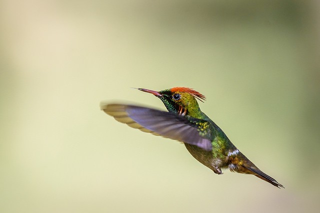 Frilled Coquette - Carlos Goulart