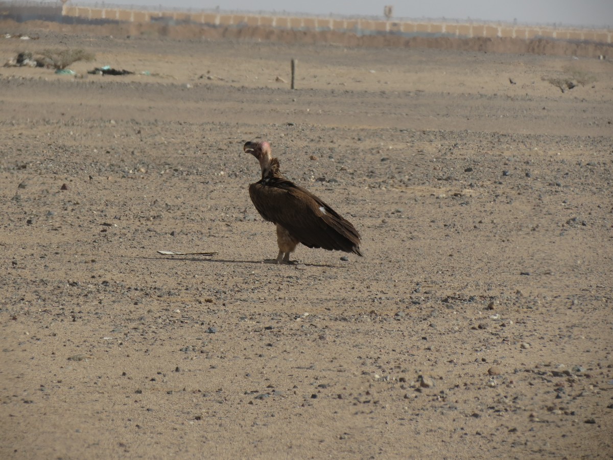 Lappet-faced Vulture - ML127977531