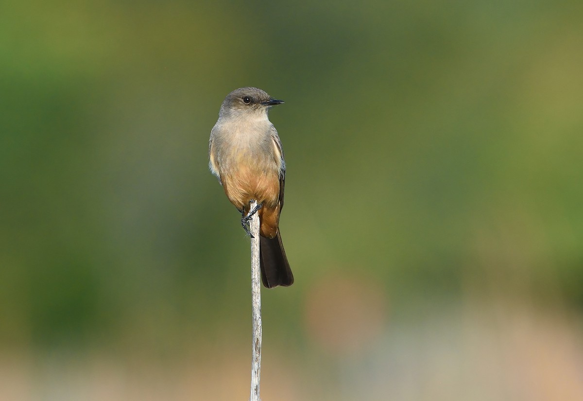 Say's Phoebe - Jerry Ting