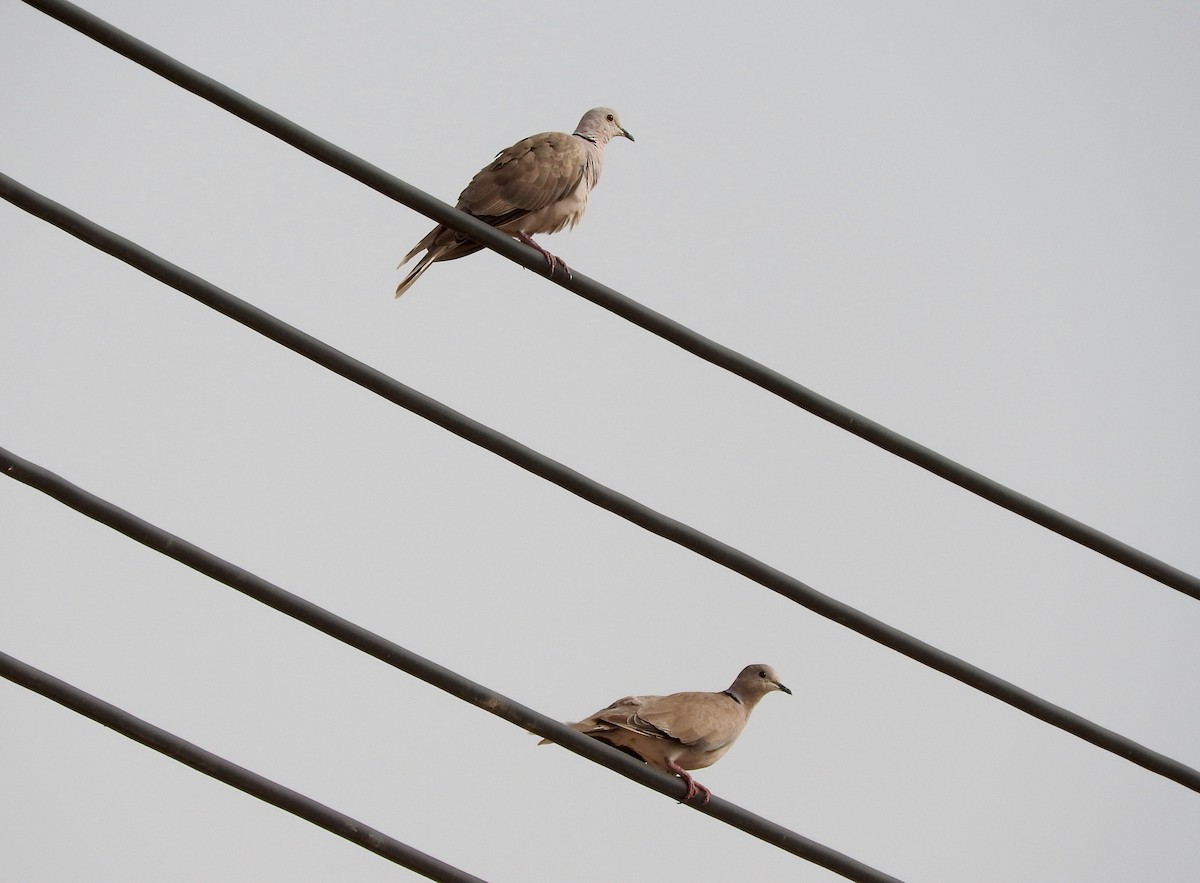 African Collared-Dove - Gregory Askew