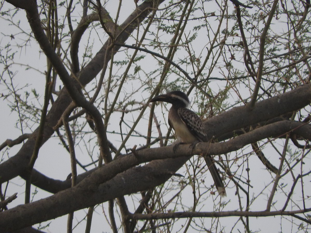 African Gray Hornbill - ML127979851