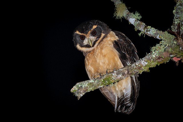 Tawny-browed Owl - Carlos Goulart