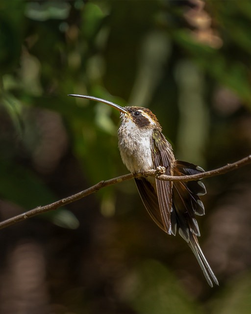 Scale-throated Hermit - ML127979981