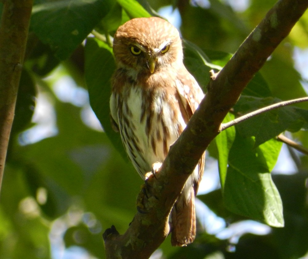 Ferruginous Pygmy-Owl - Orlando Jarquín