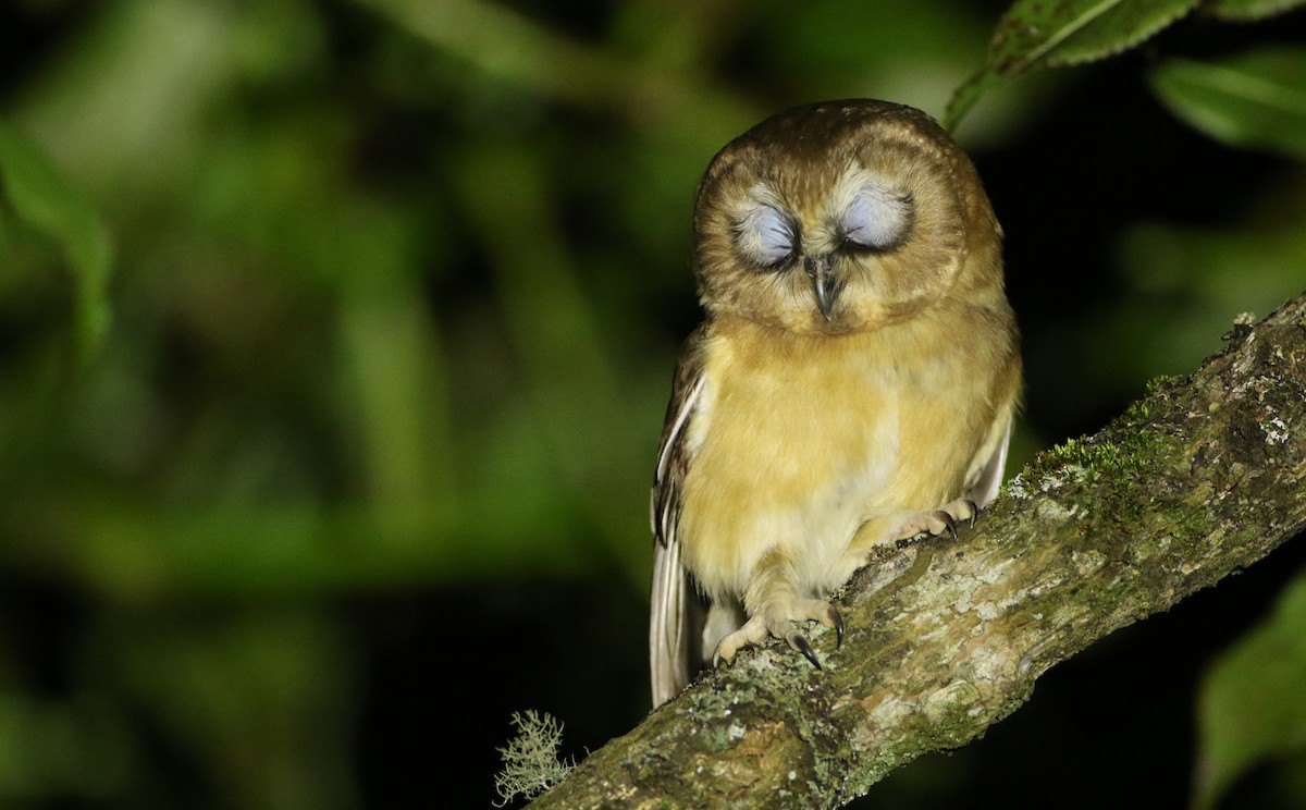 Unspotted Saw-whet Owl - ML127980961