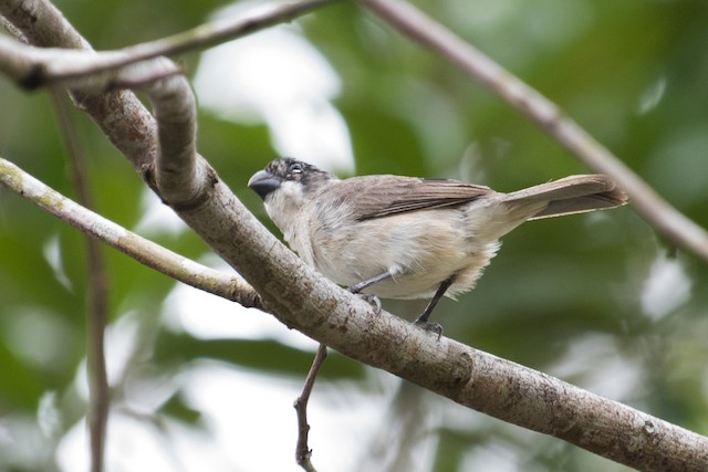 Wing-barred Seedeater