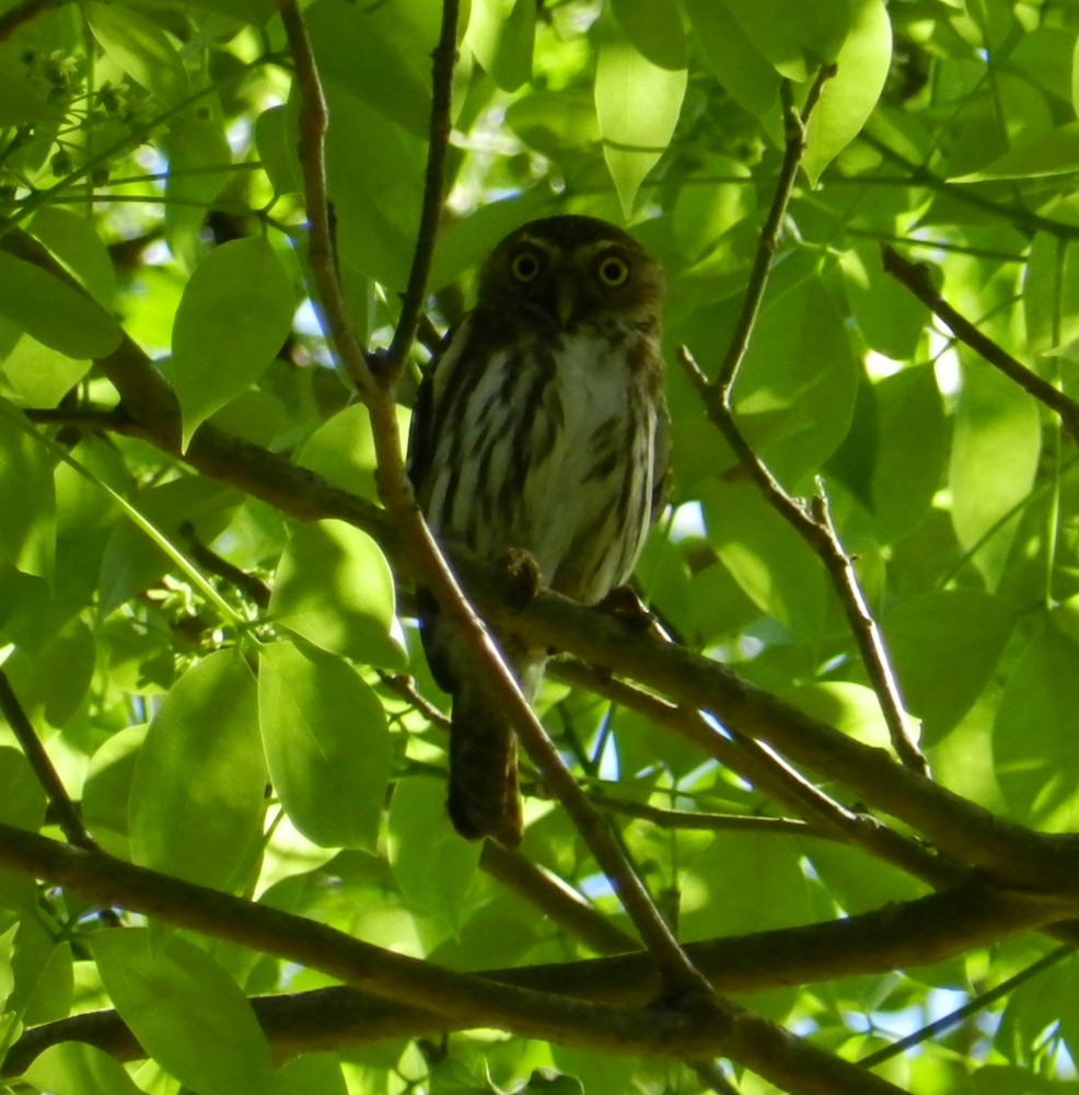 Ferruginous Pygmy-Owl - ML127984151