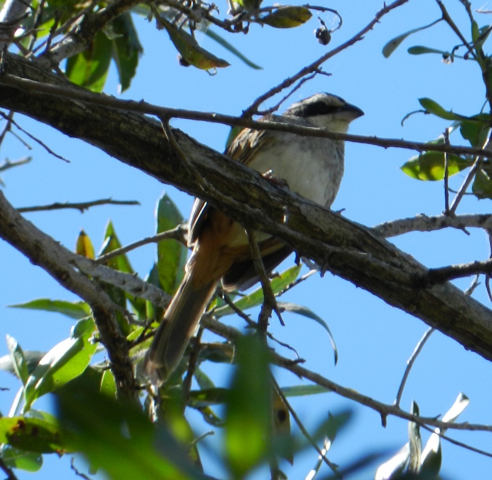 Stripe-headed Sparrow - Orlando Jarquín