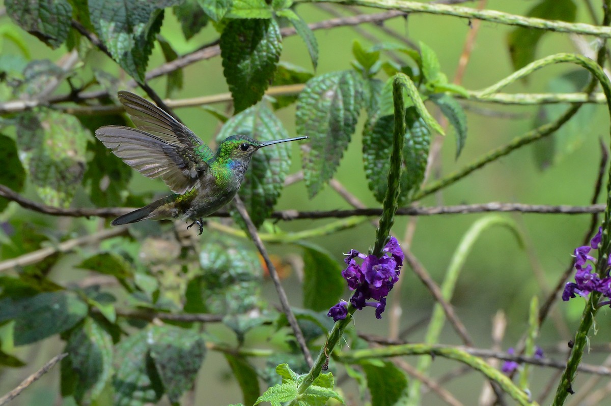 Charming Hummingbird - Erik Martin