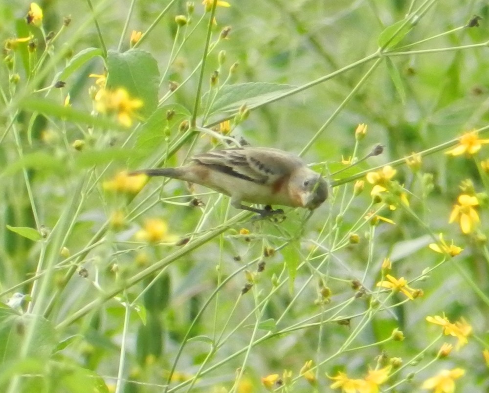 Ruddy-breasted Seedeater - ML127984951