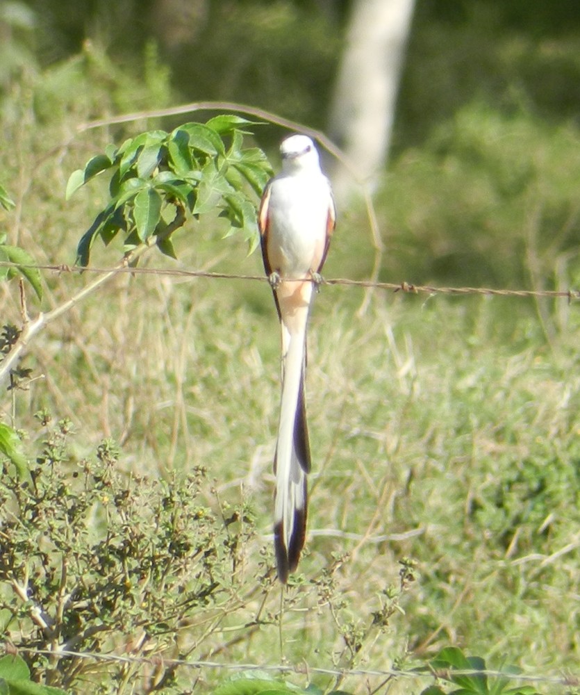 Scissor-tailed Flycatcher - Orlando Jarquín