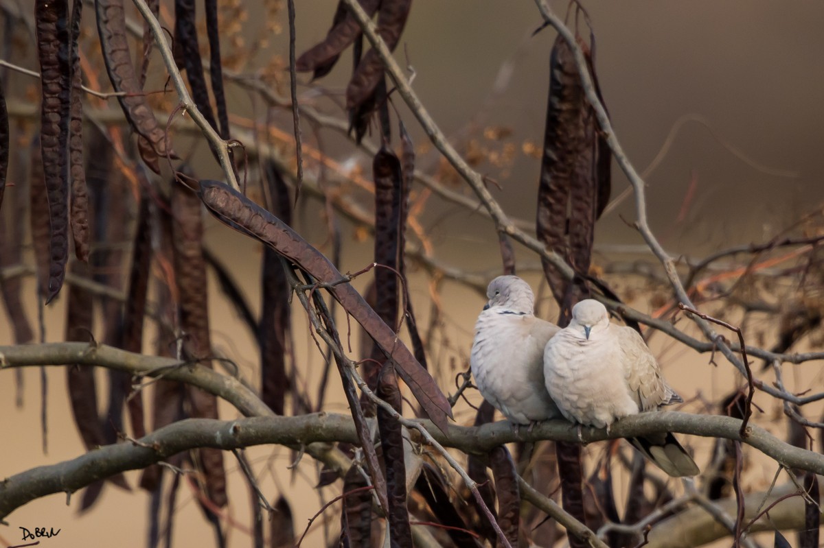 Eurasian Collared-Dove - Dobrin Botev