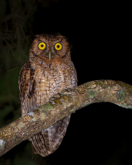 Black-capped Screech-Owl - Carlos Goulart