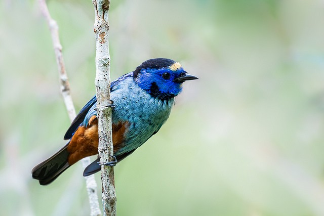 Opal-rumped Tanager - ML127986001