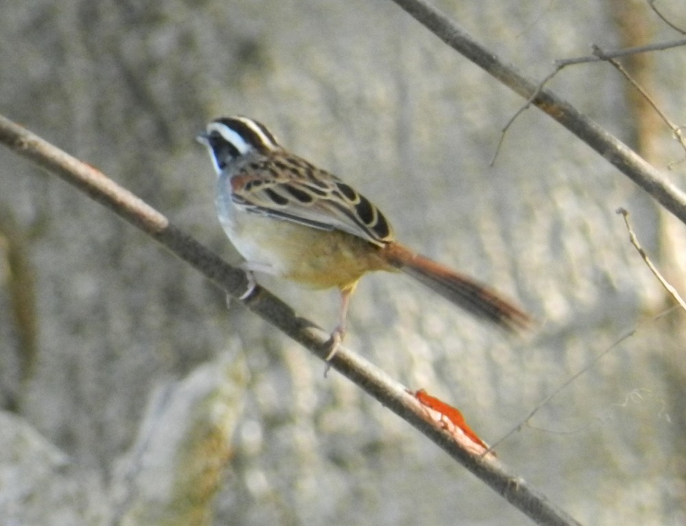 Stripe-headed Sparrow - ML127986631