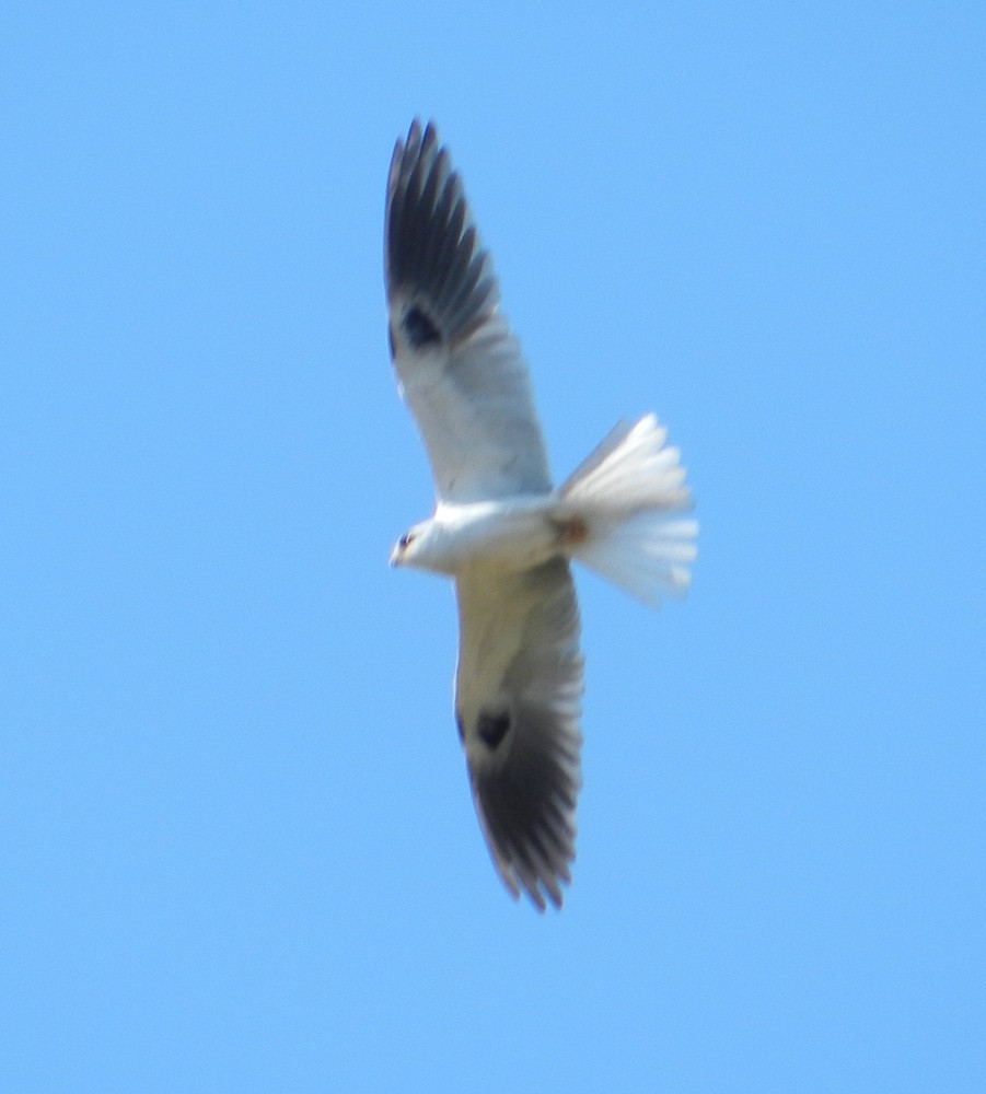 White-tailed Kite - ML127986861