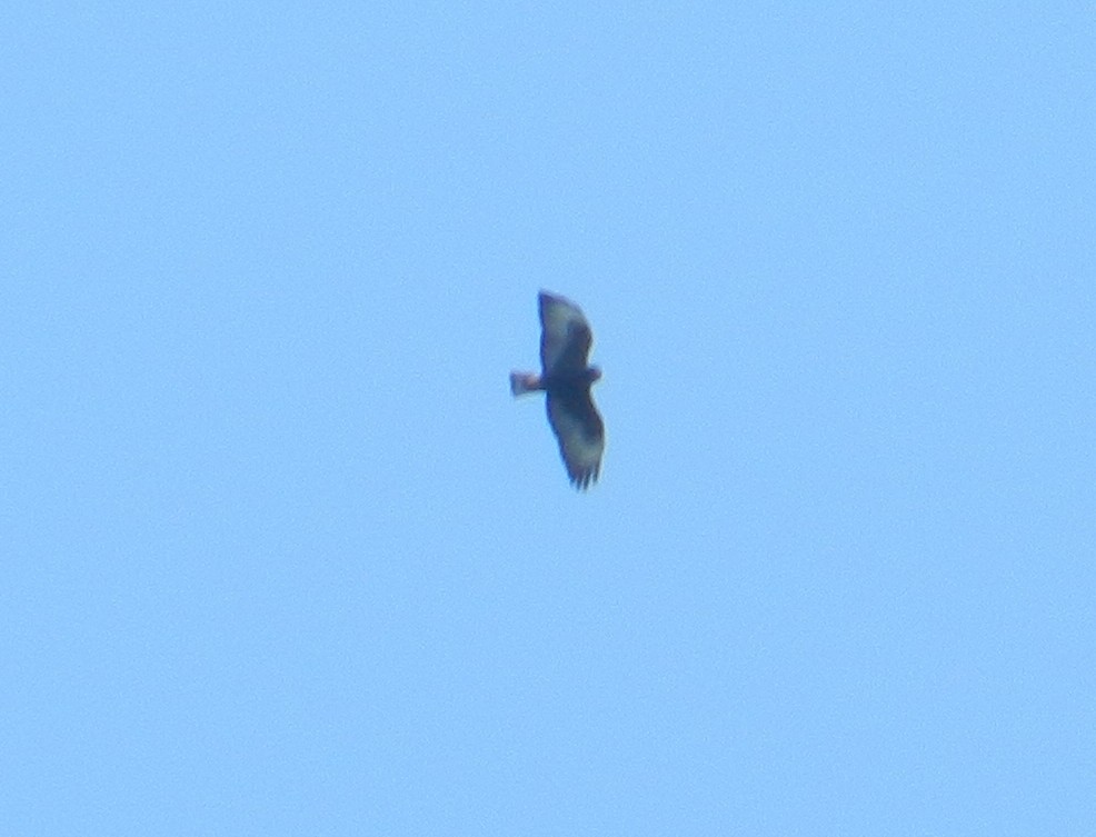 Short-tailed Hawk - ML127987091