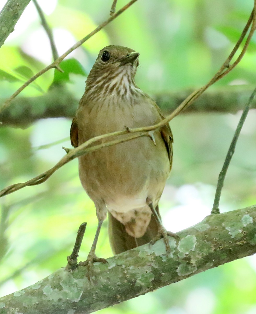 Pale-breasted Thrush - ML127989071