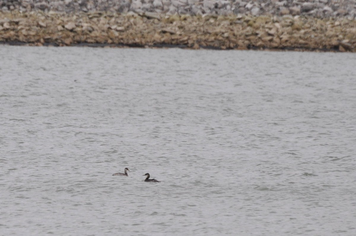 Red-necked Grebe - ML127990261