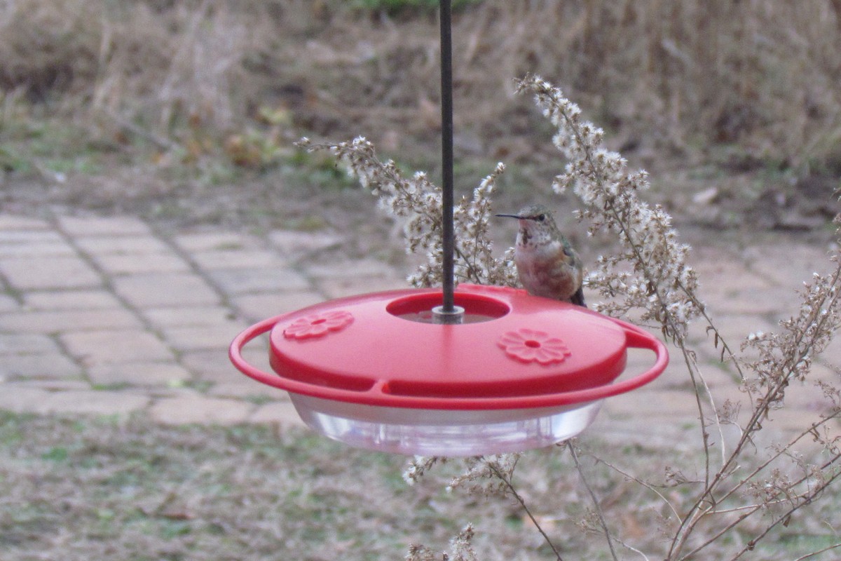 Rufous Hummingbird - ML127990301