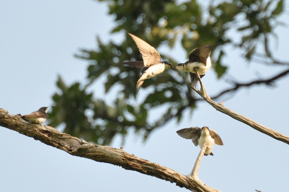Tree Swallow - irina shulgina