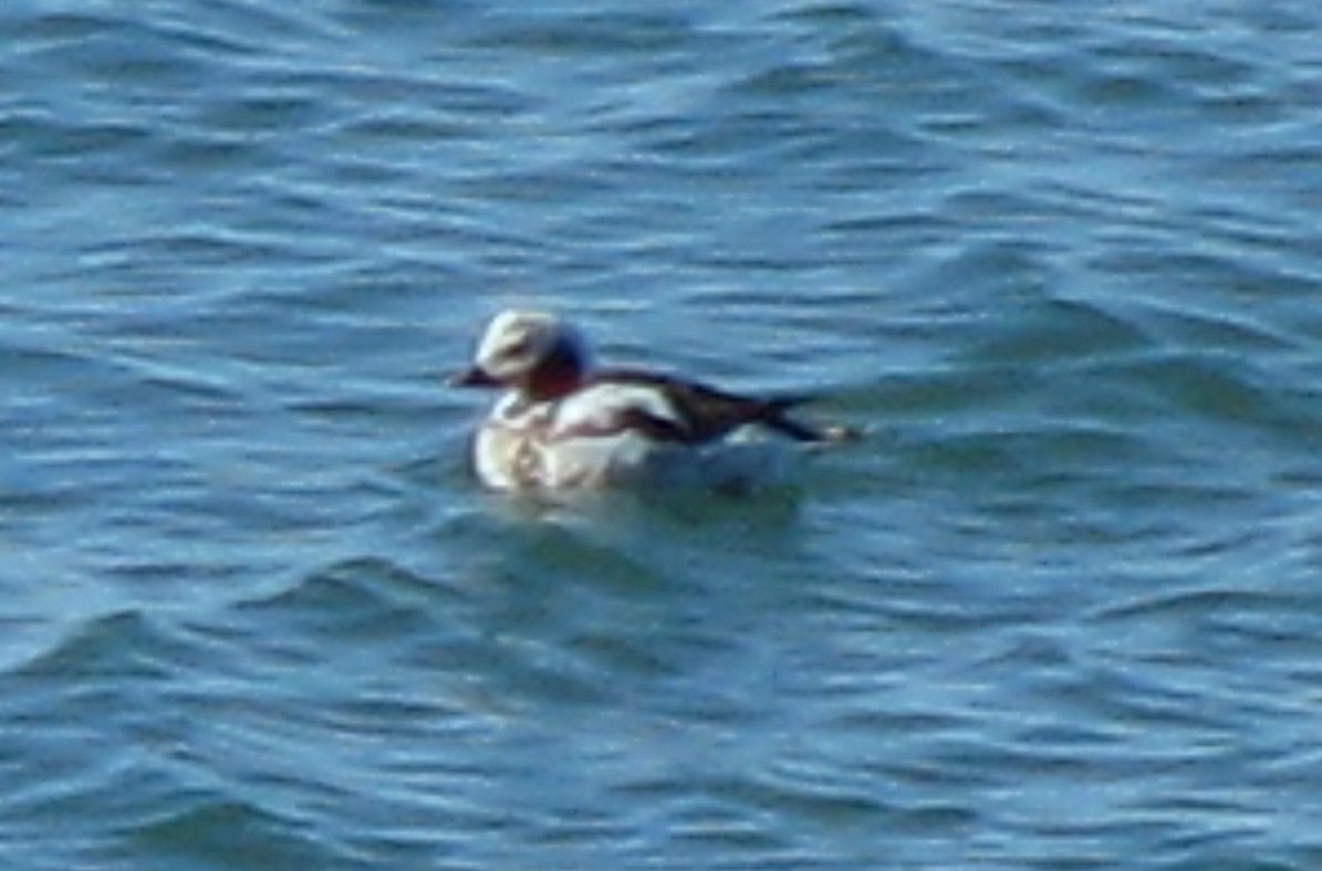 Long-tailed Duck - ML127997701