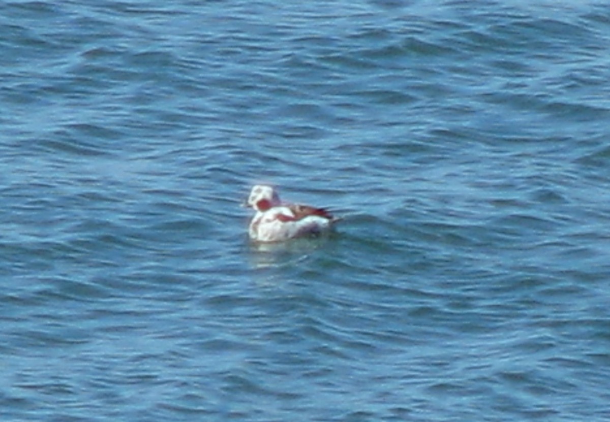 Long-tailed Duck - ML127997721