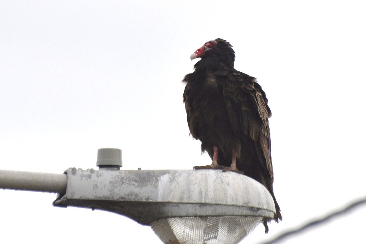 Turkey Vulture - irina shulgina