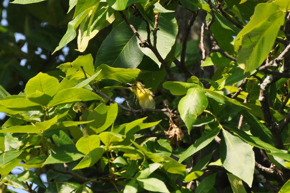 Yellow-throated Vireo - irina shulgina
