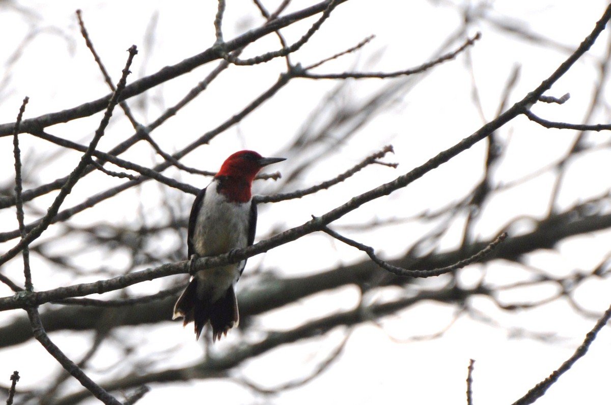 Red-headed Woodpecker - ML128002781