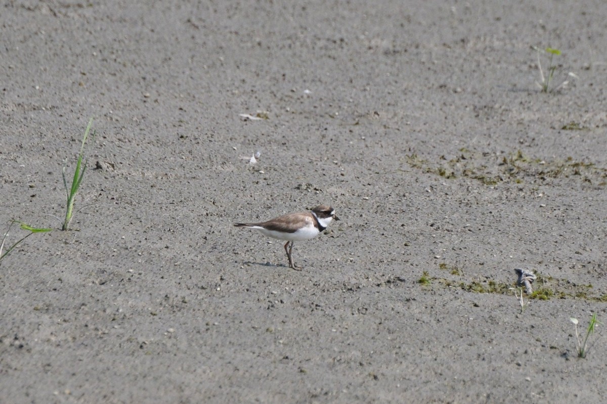Semipalmated Plover - ML128003621