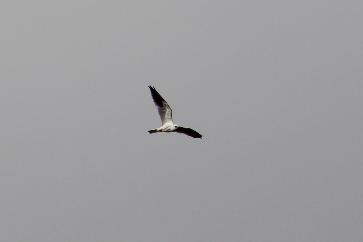 White-tailed Kite - ML128004461