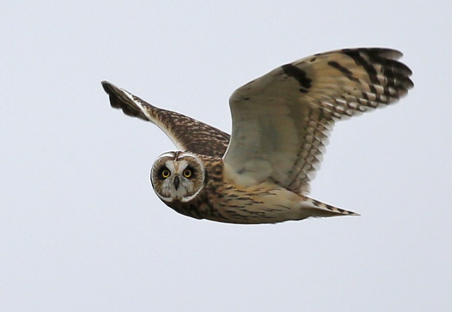 Short-eared Owl - ML128014431