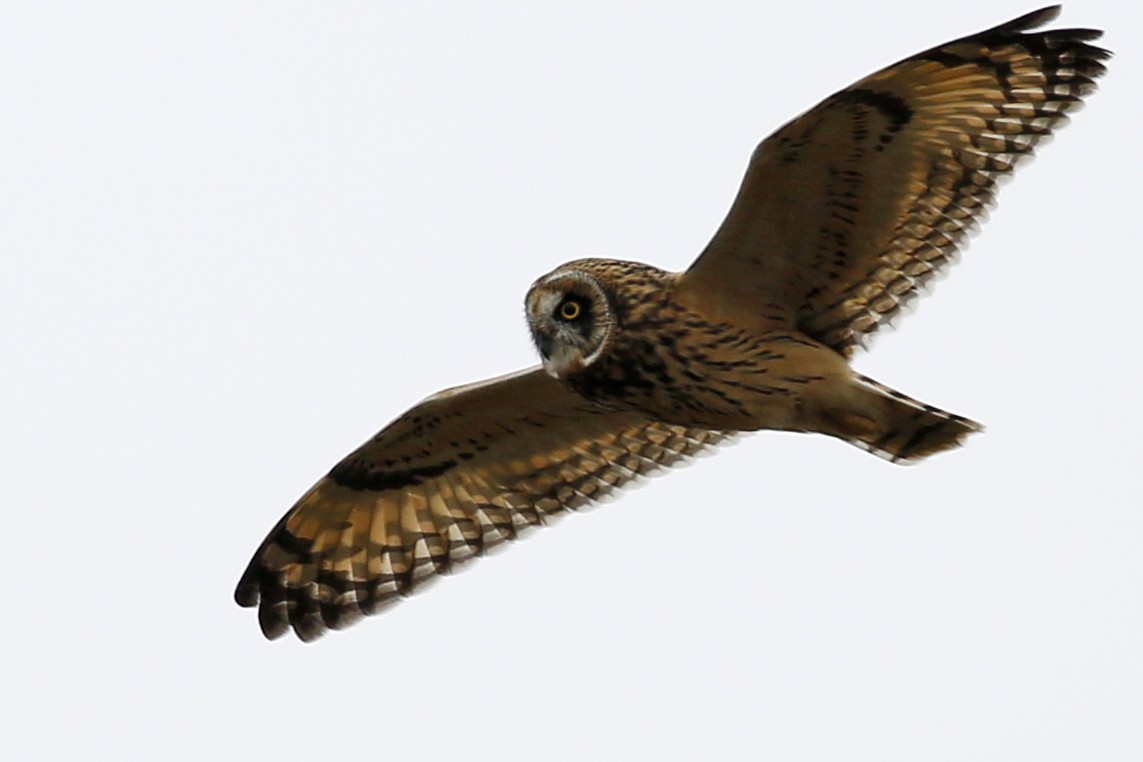 Short-eared Owl - ML128014451