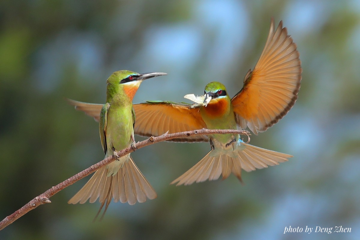Blue-tailed Bee-eater - ML128015291