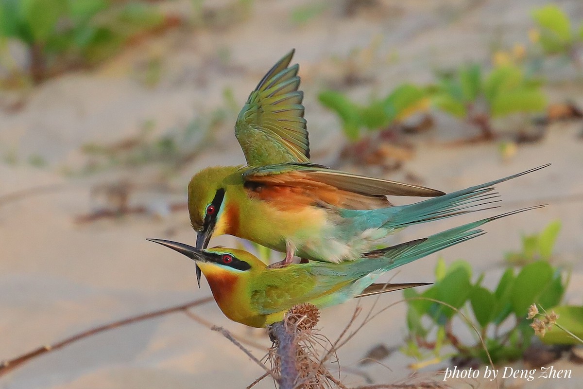 Blue-tailed Bee-eater - Frank Deng