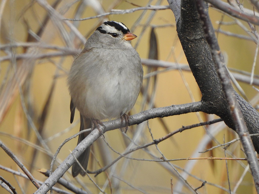White-crowned Sparrow - Ad Konings