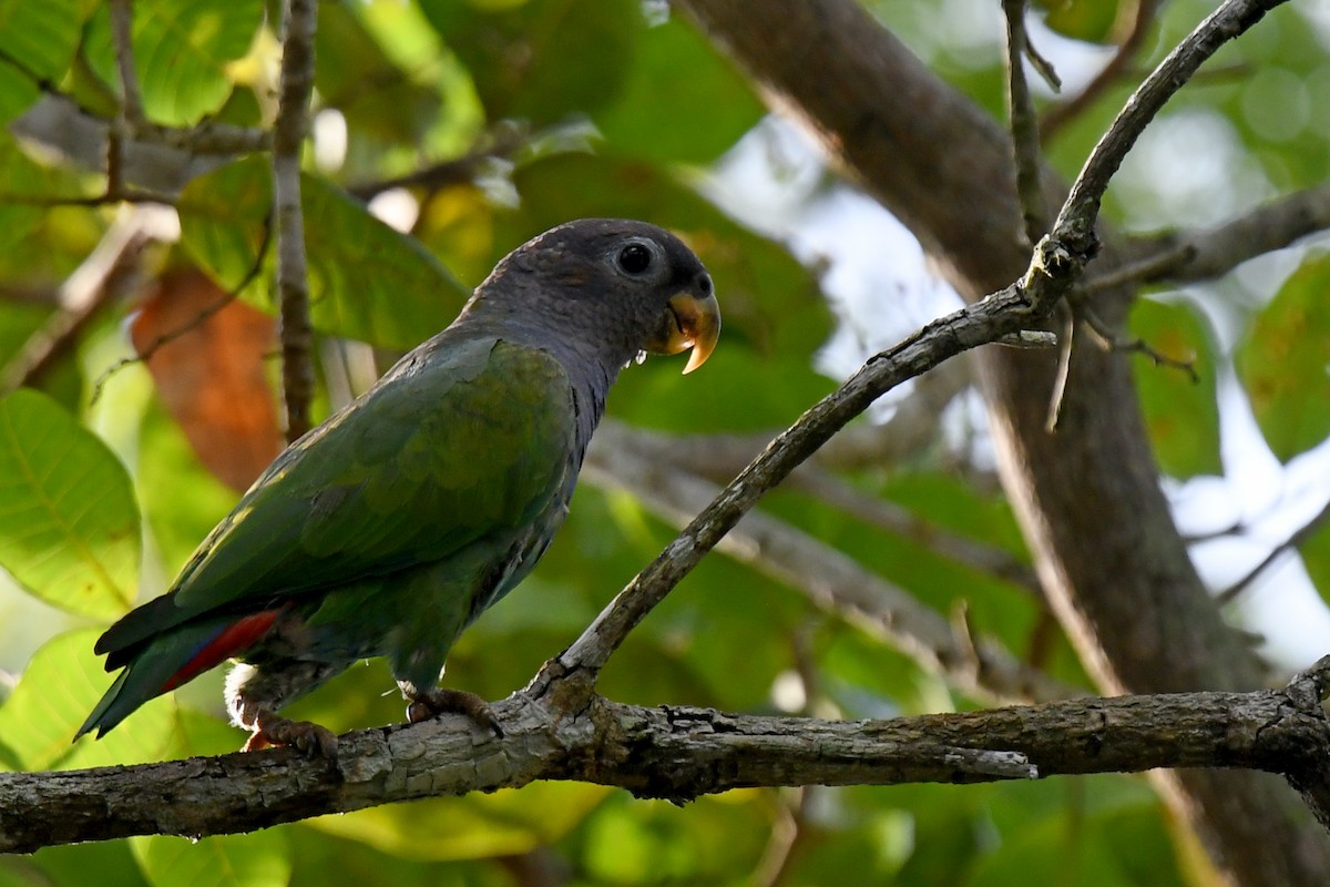 Blue-headed Parrot (Reichenow's) - ML128019791